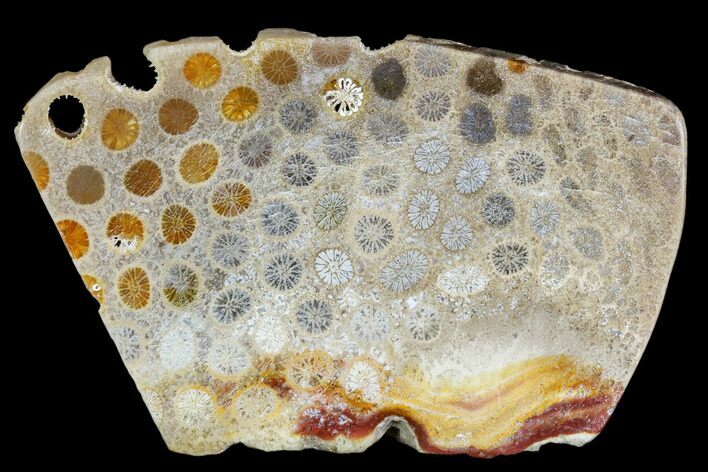 Polished, Fossil Coral Slab - Indonesia #109149